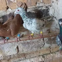 هفرنگ خطی طوقی سیاهپوش