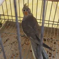 عروس هلندی سینامون