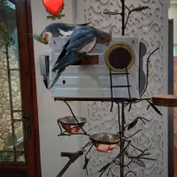 نشمینگاه و لانه ی پرنده