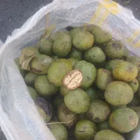 کارگر چیدن گردو