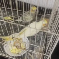 عروس‌هلندی