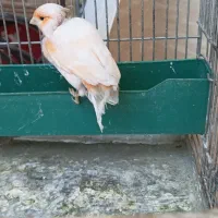 قناری معاوضه فنچ