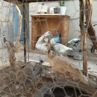 طاووس شکلاتی شانه سیاه ، اوپال و ویولت ، لیدی|پرنده|کاشمر, |دیوار