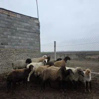 فروش گوسفندداشتی بره دار و.  ابستن|حیوانات مزرعه|گنبد کاووس, |دیوار