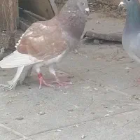 غوره نر فروش یا معامله