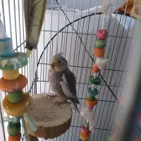 عروس هلندی تازه دون خور وآماده تربیت وآموزش|پرنده|برخوار, |دیوار