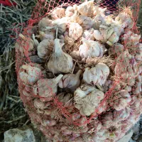 سرسیربرزی