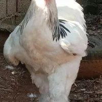 خروس برهما لایت