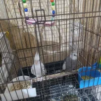 عروس هلندی وایت فیس و دوکت