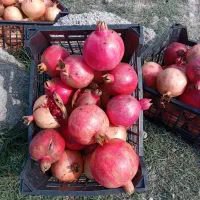 انار درجه یک کاشمر|خوردنی و آشامیدنی|سرخنکلاته, |دیوار
