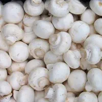 قارچ تازه بدون واسطه ده زیر تابلو