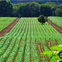 فروش-زمین-کشاورزی