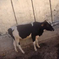 گاو نر محلی|حیوانات مزرعه|دالاهو, |دیوار