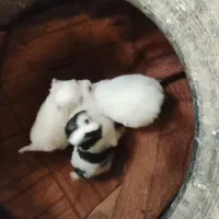 سگ پا کوتاه|سگ|اشتهارد, |دیوار