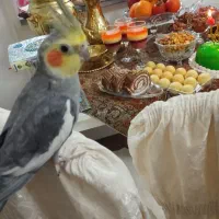 طوطی عروس گمشده هوالی اندیشه