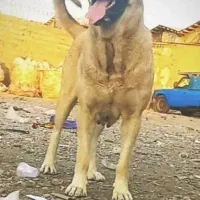 سگ سرابی