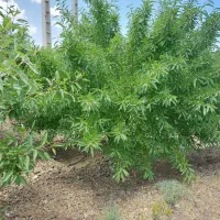 باغ کشاورزی فدک بادام|فروش دفتر صنعتی، کشاورزی، تجاری|شیدا, |دیوار