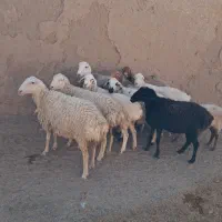 فروش چند راس میش چینی|حیوانات مزرعه|کاشمر, |دیوار