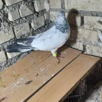 شیخی وپلاکی