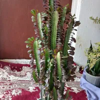گل آفریبا کوچک ۵۰۰بزرگ۱۰۰۰۰۰۰|گل و گیاه طبیعی|آستانه اشرفیه, |دیوار