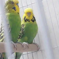 مرغ عشق انگلیسی|پرنده|تهران, راه آهن|دیوار