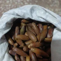 بلوط|لوازم جانبی حیوانات|شیراز, شاه قلی بیگی|دیوار