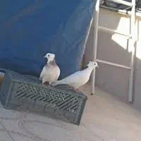 دو کبوتر طوقی حراج