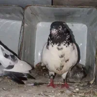 کبوتر|پرنده|خاش, |دیوار