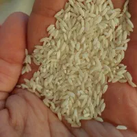 برنج عنبربو