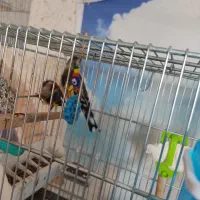 سهره|پرنده|قزوین, |دیوار