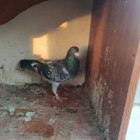 کبوتر صید|پرنده|مشهد, محمدآباد|دیوار