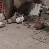 خرگوش|موش و خرگوش|سنندج, |دیوار