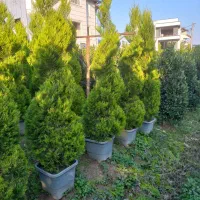 فروش انواع گل و گیاه به صورت عمده|خدمات باغبانی و درختکاری|رامسر, |دیوار