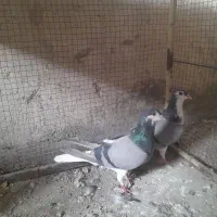 دمگیر