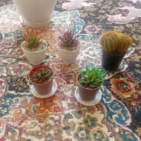 گلهای زیبا وخوشکل