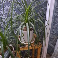 گل طبیعی|گل و گیاه طبیعی|مشهد, شهرآرا|دیوار