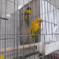 جفت طوطی خورشیدی سان کانور|پرنده|اهواز, کیانپارس |دیوار