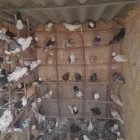 تعداد ۴۰جفت شازده وابلغ وسبز وهما|پرنده|مبارکه, |دیوار