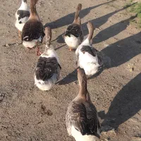 غاز محلی اصل