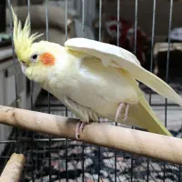 عروس هلندی لوتینو چشم شرابی ماده|پرنده|فردیس, شهرک ۱۱۰|دیوار