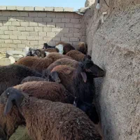 بره قوچی|حیوانات مزرعه|شامکان, |دیوار