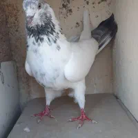 کبوتر گمشده