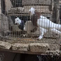 دو عدد طوقی نر و ماده پاک بدون عیب|پرنده|شهرضا, |دیوار