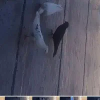 کبوتر پشت دار باخت رفته|پرنده|کرج, خرمدشت|دیوار