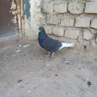 کبوتر دم سفید|پرنده|نیمروز, |دیوار