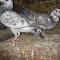 کبوتر‌|پرنده|کوه چنار, |دیوار