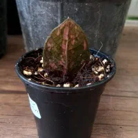 گل و کاکتوس|گل و گیاه طبیعی|شاهرود, |دیوار