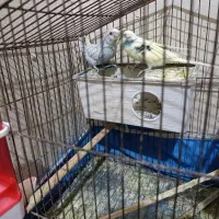 فروش جفت های مرغ عشق