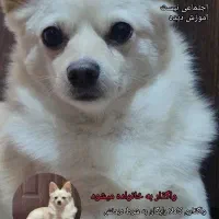 سگ نرکاملا رایگان