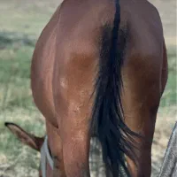 قاطر ۷ سال به شرط بار و سواری